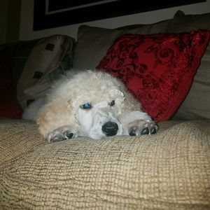 Meet your Posher, Jay-anthony